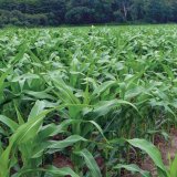 Sonido - osvědčená jistota proti škůdcům vzcházející kukuřice