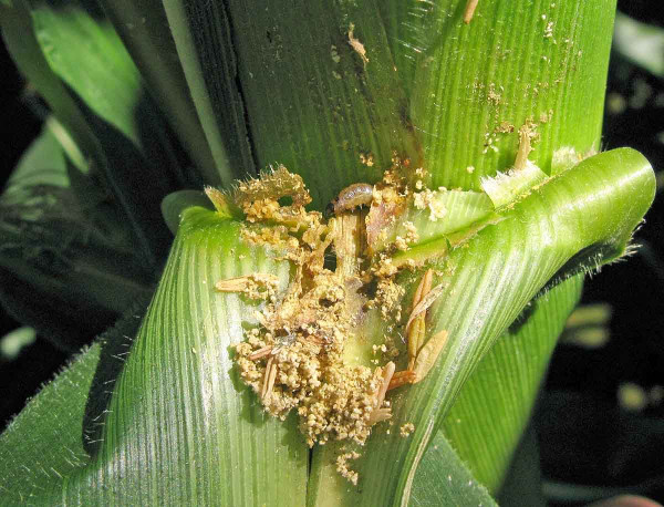 Zavíječ kukuřičný – larva