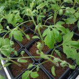 Problematika vybraných herbicidních látek při pěstování rajčat