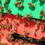 Jak dát pozor na včely