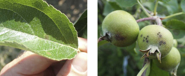 Strupovitost jabloně - symptomy primárních infekcí na listech a plodech (konec května 2018)