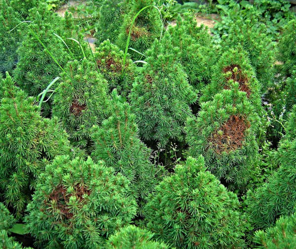 Poškození sviluškami - Picea galuca
