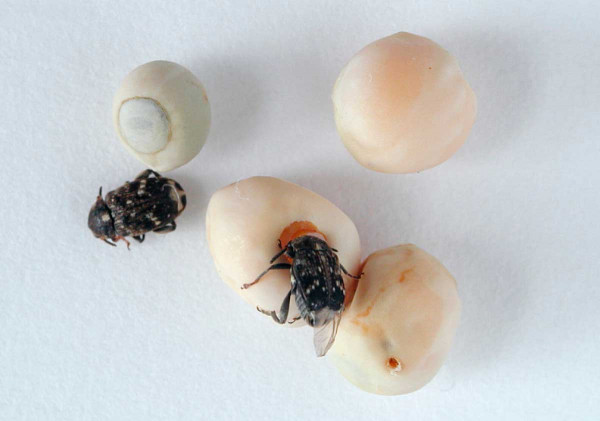 Obr. 4a: Zrnokaz hrachový (Bruchus pisorum) a semena hrachu jím poškozená