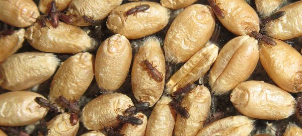 Ochrana obilního zrna před škůdci ve skladech