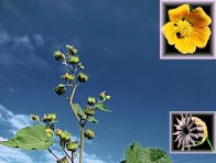 Mračňák theopfrastův - nově je zavlékán především nekvalitním osivem slunečnice; semena mají dlouhou životnost v půdě