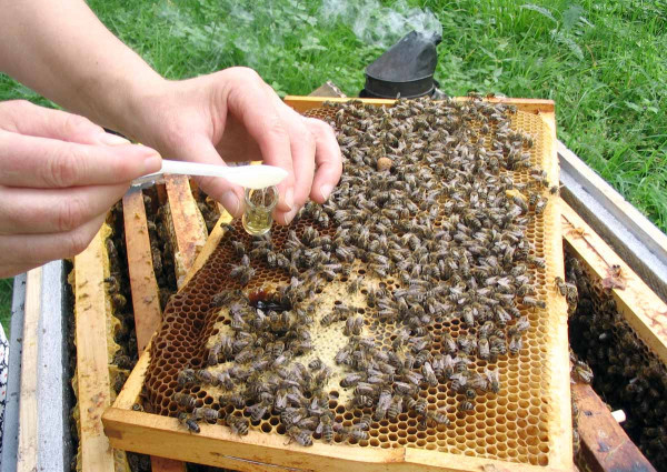 Odběr medu z plástu na rozbor