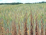 Obr. 2: Podesychání porostu pšenice