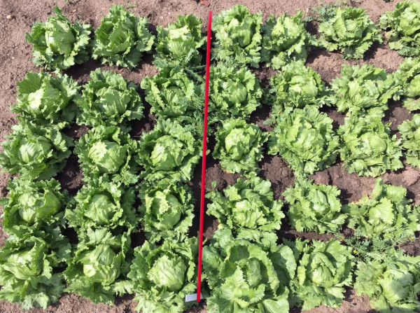 Obr. 2: Barevné diskolorace po fytotoxickém působení herbicidu (vpravo) nemusí odeznít ani v průběhu vegetace