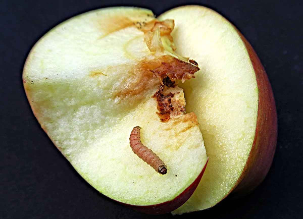 Obaleč jablečný - housenka
