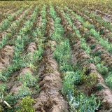 Meziplodiny a pomocné plodiny při pěstování brambor (II.): Vývoj porostů a produkce biomasy pomocných plodin při pěstování brambor