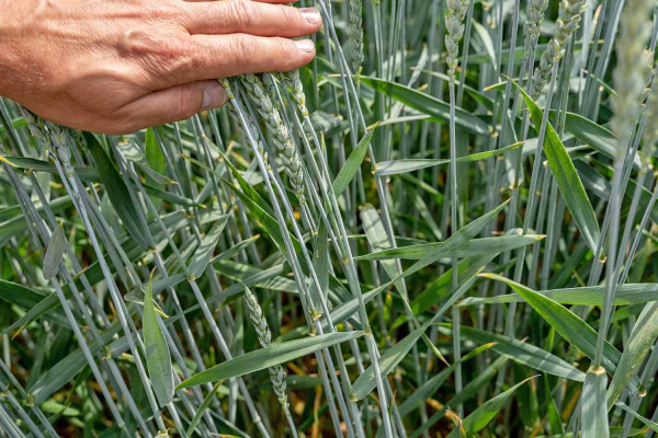 Účinnost fungicidu Hutton® Forte v pšenici ozimé (Libčany, 2022)