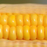 Nadprůměrné výnosy kukuřice v optimálních a stresových letech