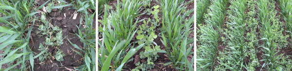 Obr. 3: Stav porostů 21. 3. 2017, vlevo rostliny hrachu setého Aviron, uprostřed rostliny hrachu rolního Arkta, vpravo porost pšenice ozimé Julie s hrachem rolním Arkta