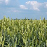 Výsledky zkoušení odrůd ozimé pšenice pro ekologické zemědělství