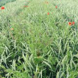 Význam podzimního herbicidního ošetření ozimých obilnin - výsledky srovnávacích pokusů 