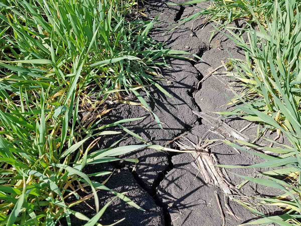 Obr. 2: Ozimá pšenice na Znojemsku trpí nedostatkem vláhy v dubnu