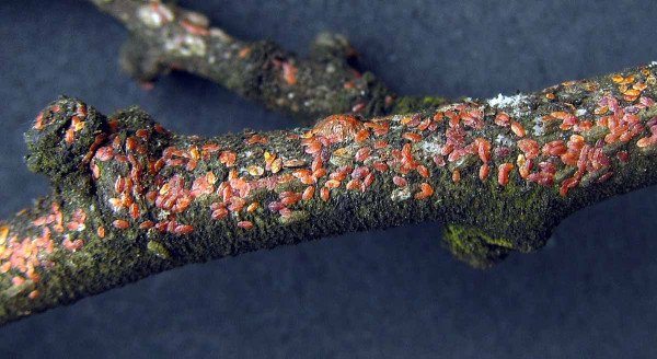 Puklice švestková - přezimující larvy