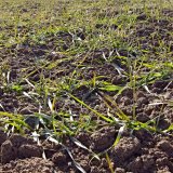 Aktuální přehled ochrany polních plodin - Leden a únor 2017