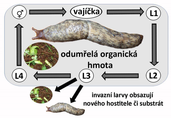 Schéma 1: Životní cyklus hlístic rodu Phasmarhabditis
