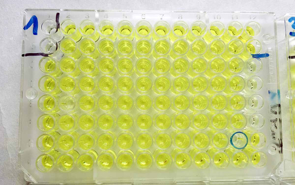 Obr. 1: ELISA deska s pozitivní reakcí na přítomnost TuYV - žluté zbarvení  - měřena absorbance, což je množství světla pohlcené měřeným vzorkem 