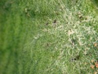 Obr. 1: Mycelium padlí na listu řepky