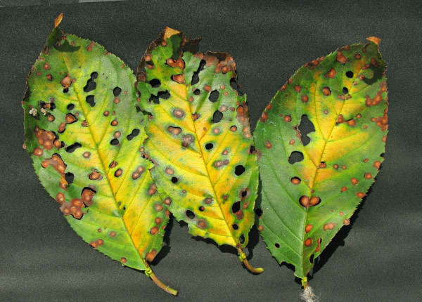 Suchá skvrnitost listů - třešeň