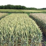 Účinné postupy regulace fuzárií v klasech pšenice: Obecné souvislosti a praktická doporučení