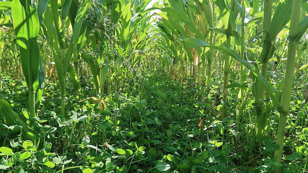 Někteří zemědělci používají systém přímého setí jetelovin při setí kukuřice pro zlepšení půdních vlastností a usnadnění sklizně (2021)