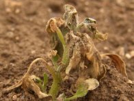 Pokud je ošetření kontaktními herbicidy (phenmedipham, desmedipham) provedeno příliš pozdě, mohou plevele regenerovat, přestože, jejich listová plocha byla zcela zdesikovány (regenerace z adventivních výhonů)