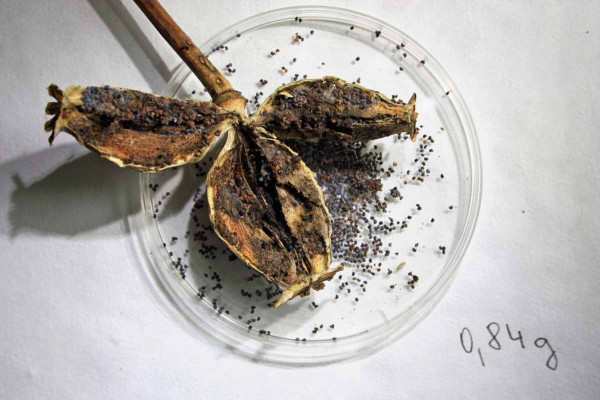 Poškozená makovice máku krytonoscem makovicovým v době sklizně a výnos