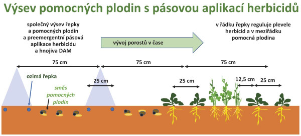 Schéma 2: Princip založení pomocné plodiny do porostů ozimé řepky vycházející z principů hraniční konkurence mezi ozimou řepkou a pomocnou plodinou