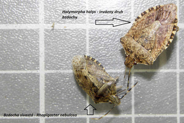Obr. 13: Bzdochy - pôvodný druh bzdocha sivastá (Rhaphigaster nebulosa) a invázny druh Halyomorpha halys