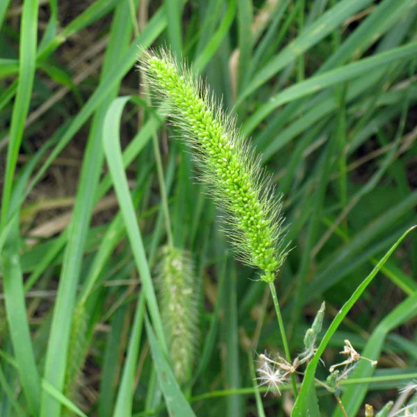 Obr. 5: Bér zelený (Setaria viridis)