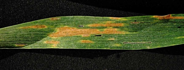 Septoriová skvrnitost pšenice - braničnatka pšeničná
