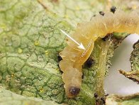 Larva chalcidky na těle housenky