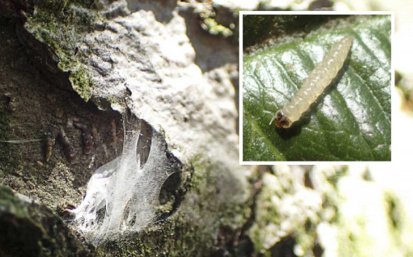 Podkopníček spirálový se také šíří kvůli úbytku razantních přípravků  - zápředek v borce stromu a migrující housenka 