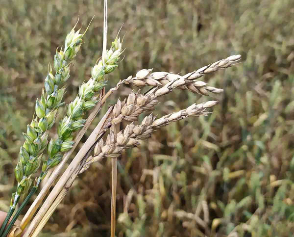 Klasy pšenice poškozené suchem a mrazem