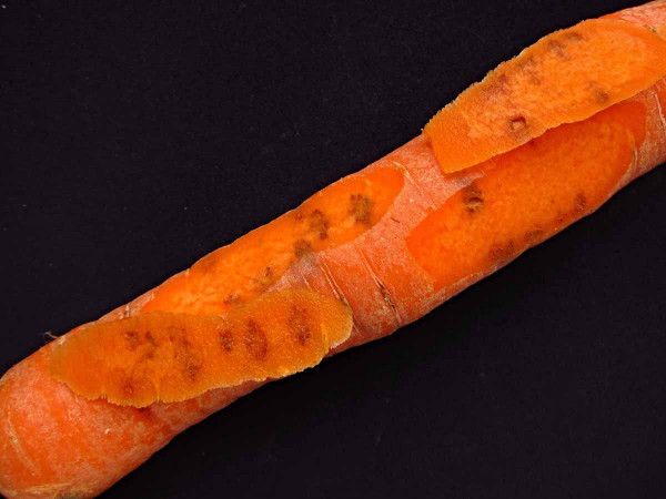 Pochmurnatka mrkvová - poškození kořene