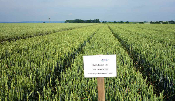 Obr. 4: Pokusy s přípravkem Quick Humin Forte v ozimé pšenici (odrůda RGT Reform, Ditana 2019)