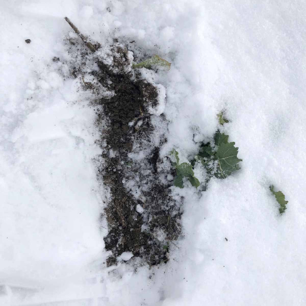 Obr. 2: Půda pod sněhem není promrzlá (17. 1. 2021)