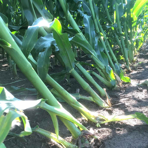 Nepatogenní polehnutí kukuřice na přemokřené půdě nad utuženým profilem
