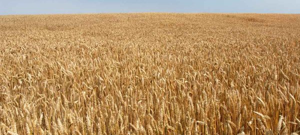 Vplyv hnojív obohatených lignitom na kvantitatívne a kvalitatívne parametre zrna pšenice ozimnej