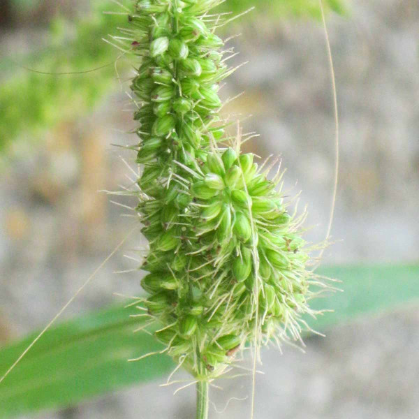 Obr. 4: Bér přeslenitý (Setaria verticillata)