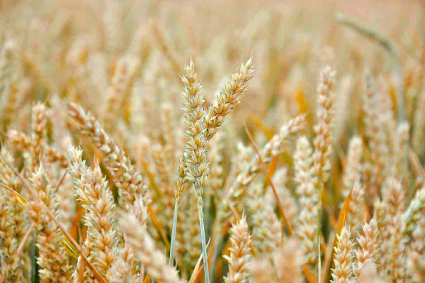 Porost pšenice