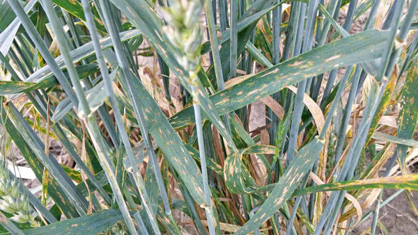 Obr. 3: Pyrenophora tritici-repentis (DTR) - symptomy na jarní pšenici
