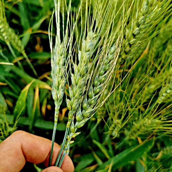 Padlí pšenice bylo i na osinách