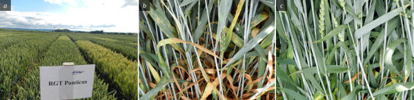 Obr. 2: a - Odrůda pšenice RGT Ponticus v pokusech, b - bez fungicidního ošetření, c - fungicidně ošetřeno v BBCH 32–37 Soligor 0,7 l/ha + Talius 0,1 l/ha, následně Mizona 1,0 l/ha (foto 29. 6. 2021)