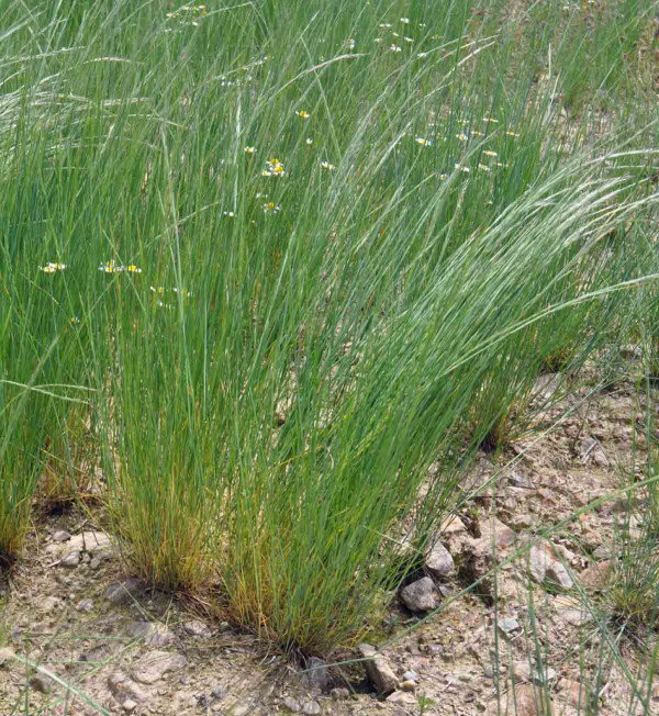 Rostliny mrvky se vyskytují velmi často na okrajích polí