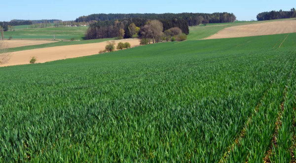Porosty obilnin v OP II. st. podzemních a povrchových vod a na svazích je možno ošetřit širokospektrálním herbicidem Zypar, který lze aplikovat až do fáze začátku metání obilnin