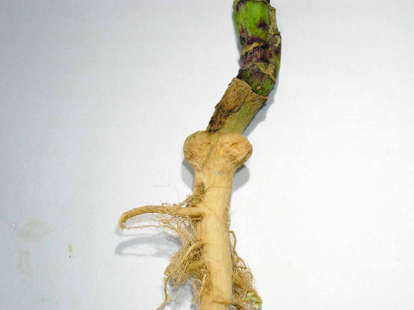 Obr. 5a: Hálky na hlavním kořeni vyvolané přítomností larev k. zelného (C. pleurostigma)
